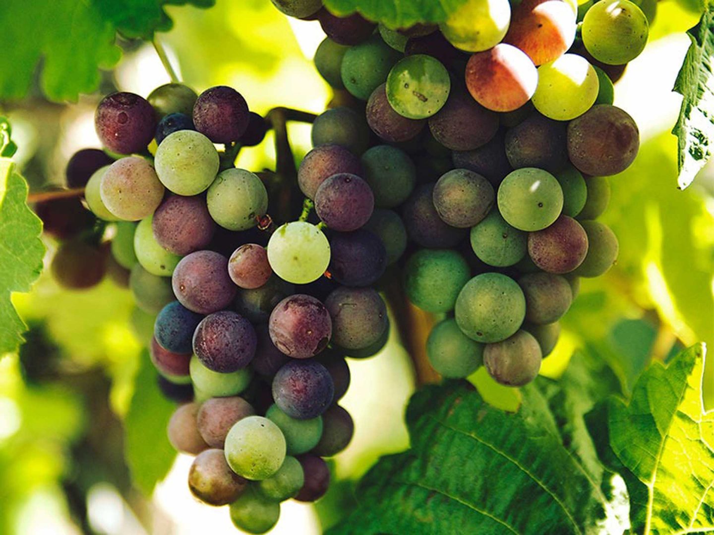 Close up of wine grapes; delicious things to do in Vaucluse France.